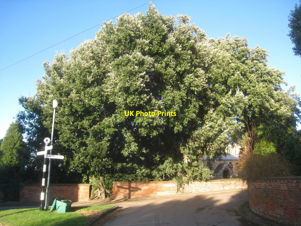 Photo 6"x4" Holm oak at Shelford Shelford\/SK6642 c2013