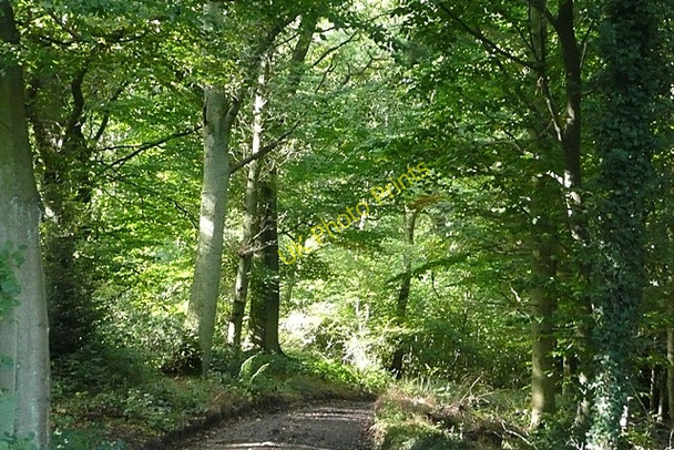 Photo 6"x4" Entering Mongewell Woods Well Place c2008