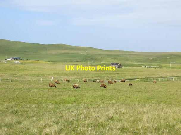 Photo 6"x4" Sheep, Norby Crawton\/HU2157 c2013