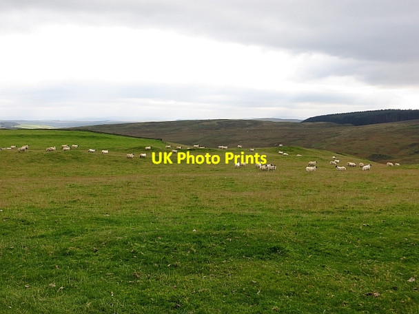 Photo 6"x4" Huntly Rig Wollrig c2013