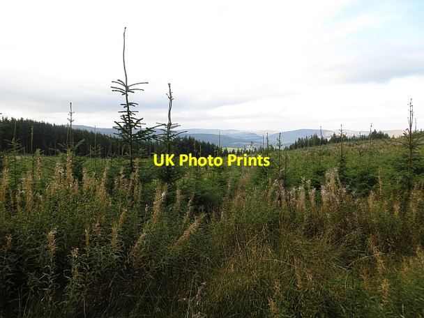 Photo 6"x4" Young trees above Hartwoodmyers Carterhaugh c2013