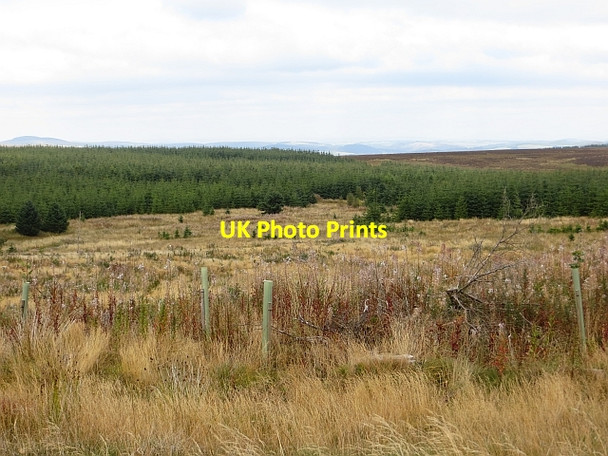 Photo 6"x4" Woodland, Woll Rig Wollrig c2013