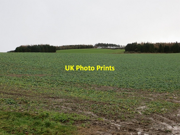 Photo 6"x4" Oilseed rape Bedrule c2013