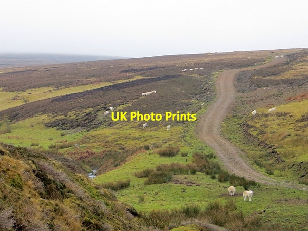Photo 6"x4" Track above the Hazelly Burn Hazelly Burn\/NT6266 c2014