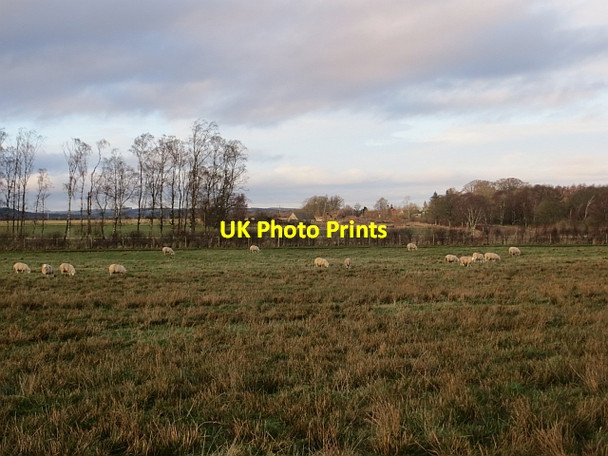 Photo 6"x4" Sheep, Longnewton Forest Charlesfield\/NT5829 c2013
