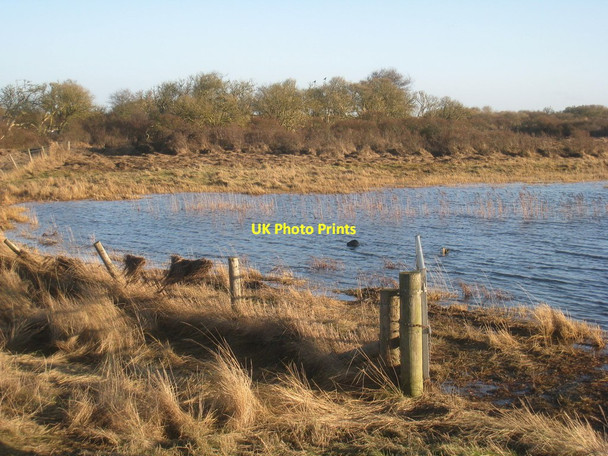 Photo 6"x4" Seal on the wrong side of the dunes Poplar Grove\/TF4297 c2014