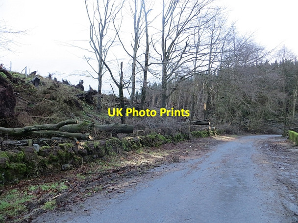 Photo 6"x4" Windthrown beeches Glenfarg c2014