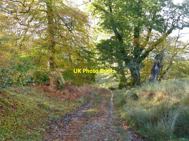 Photo 6"x4" Track to Creggans Clachan\/NN0901 c2013