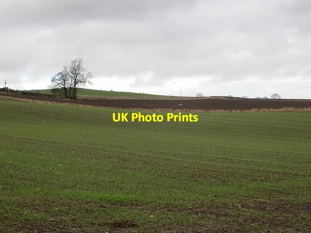 Photo 6"x4" Winter cereals, Demperston Auchtermuchty c2014