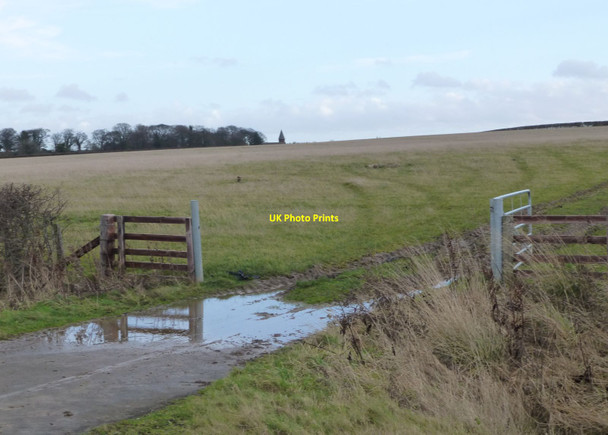 Photo 6"x4" Pasture near Widdrington Widdrington c2014