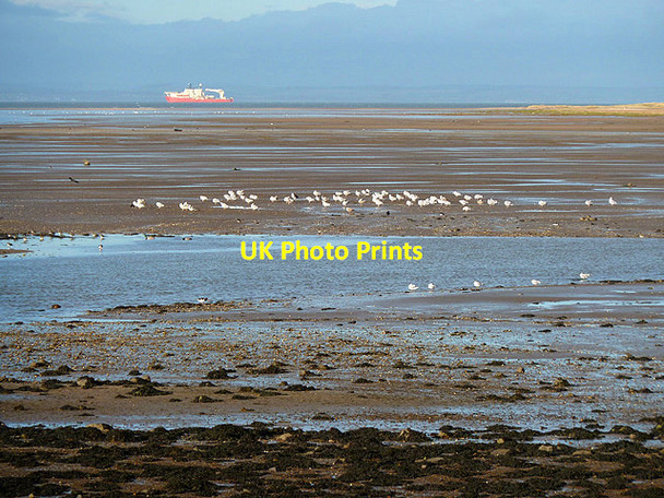 Photo 6"x4" Wading birds at Aberlady Bay Aberlady c2014