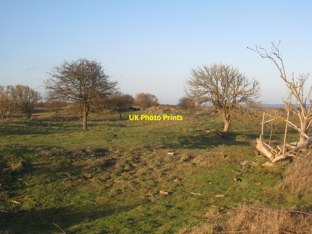 Photo 6"x4" Grazing in the dunes Donna Nook c2014