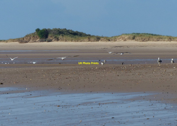 Photo 6"x4" Sea gulls on the beach Seacroft\/TF5660 c2013