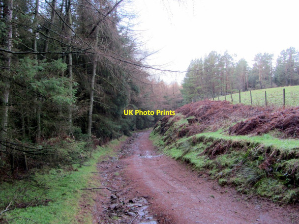 Photo 6"x4" Track at Rake Beck Wood Melmerby\/NY6137 c2014