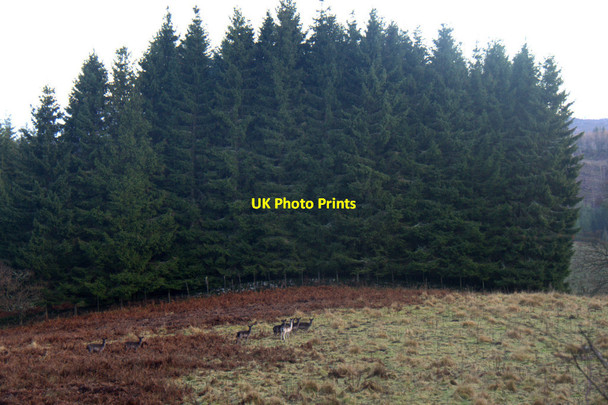 Photo 6"x4" Deer and trees, Hatton, near Dunkeld Dunkeld c2013