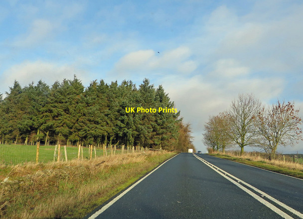 Photo 6"x4" Small patch of woodland Levisham c2014