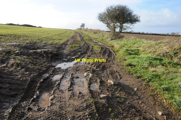Photo 6"x4" Field headland and footpath Calloose c2014