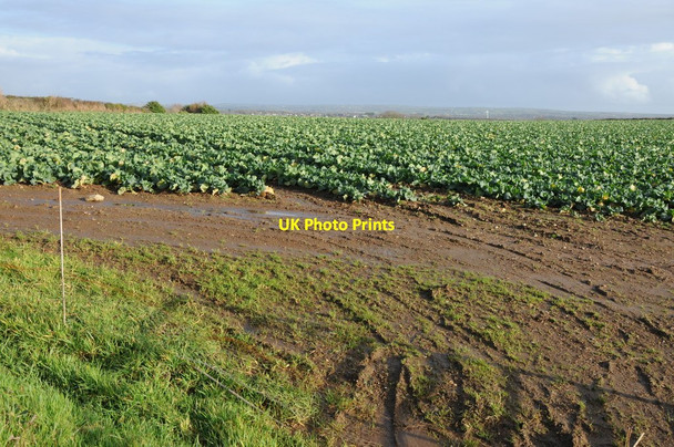 Photo 6"x4" Field of cabbages Calloose c2014