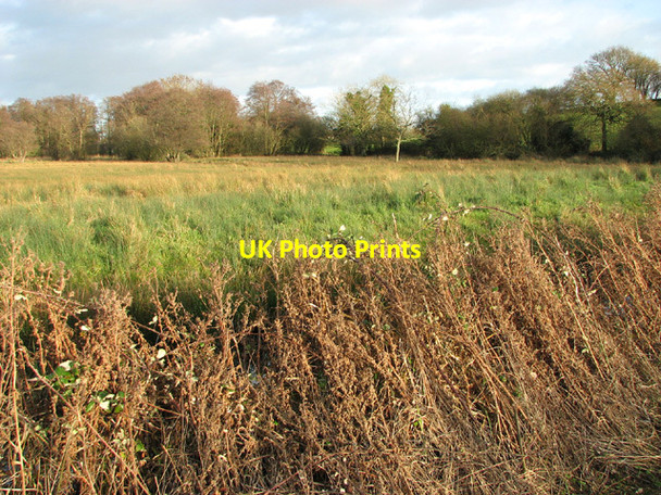 Photo 6"x4" Cattle pasture in Church Marsh Postwick c2014