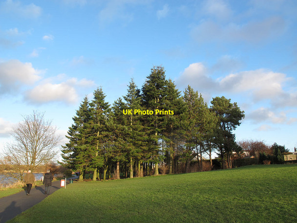 Photo 6"x4" Conifer plantation at Yeadon Tarn Yeadon c2014