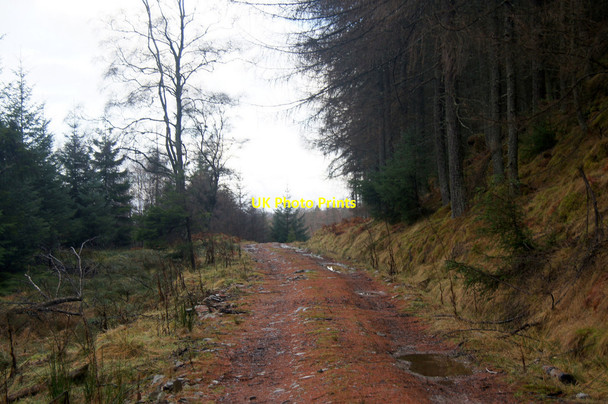 Photo 6"x4" Track in forest south of Rotmell Wood, near Dunkeld Dalguise c2014