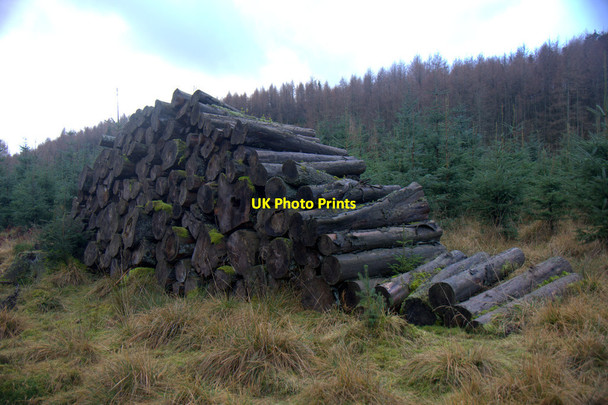 Photo 6"x4" Woodpile at Hatton, near Dunkeld Dunkeld c2014