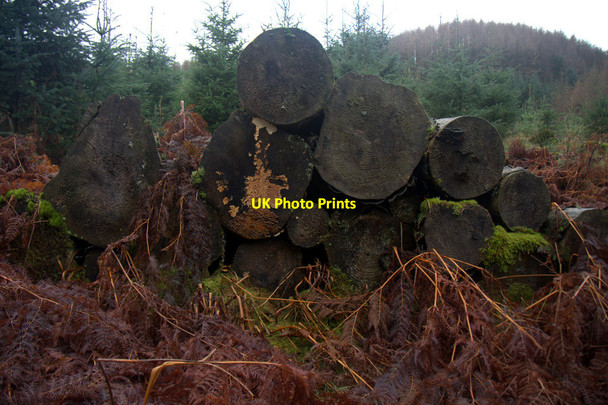 Photo 6"x4" Old woodpile, Hatton, near Dunkeld Dunkeld c2014