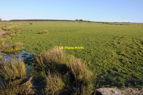 Photo 6"x4" Upland grazing Temple\/SX1473 c2013