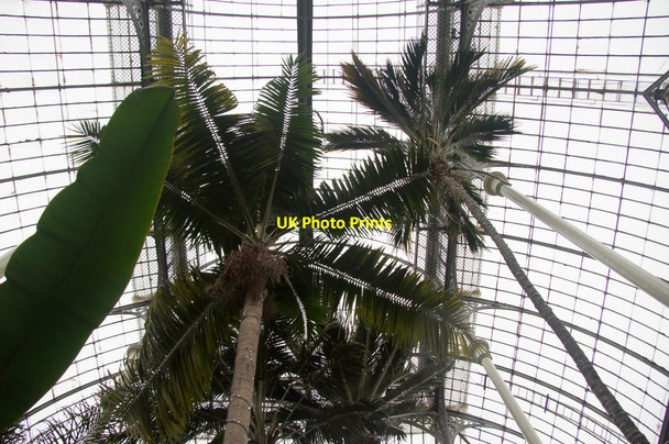 Photo 6"x4" Inside the Palm House, Royal Botanic Gardens Edinburgh Inverleith c2013