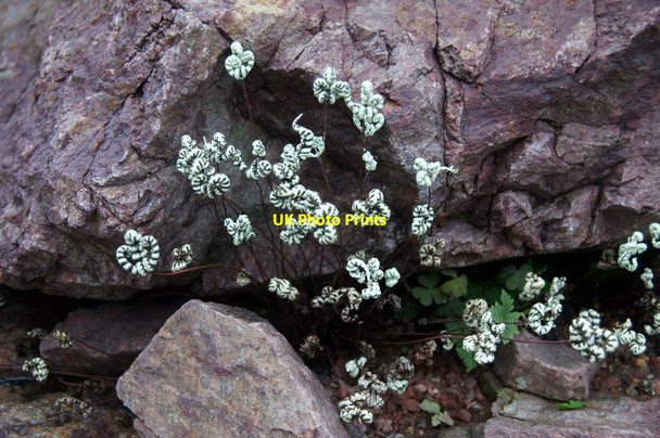 Photo 6"x4" Notholaena standleyi in the desert house at the Royal Botanic Gardens Edinburgh Inverleith c2013