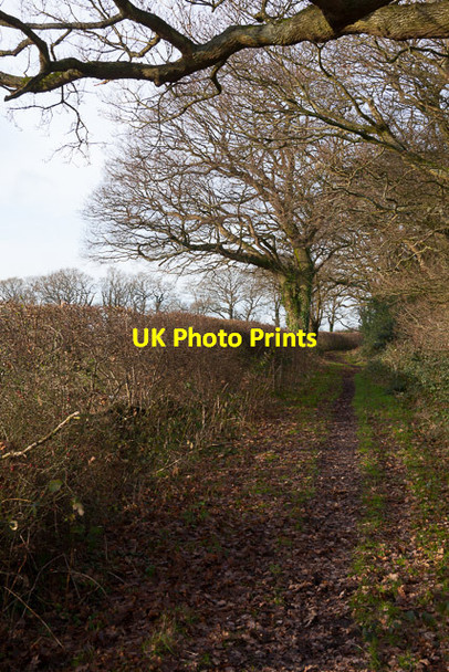 Photo 6"x4" Bridleway near Lea Cottage Lower Upham c2014
