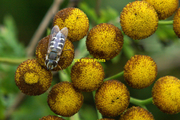 Photo 6"x4" The hoverfly Scaeva pyrastri on tansy at Skaw Kirkaton c2006