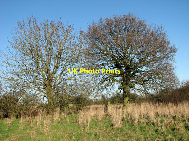 Photo 6"x4" Trees growing on field boundary Hulver Street c2014