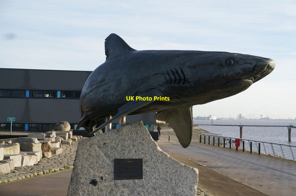Photo 6"x4" The Grey Reef Shark, The Deep, Hull Kingston upon Hull c2014