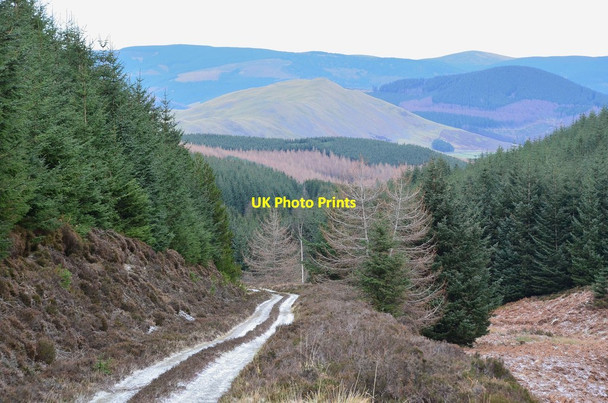 Photo 6"x4" Forest road by Hallmanor Burn Glenrath c2014