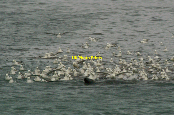 Photo 6"x4" Grey Seal and Fulmars, Shetland Catch, Lerwick Lerwick c2005