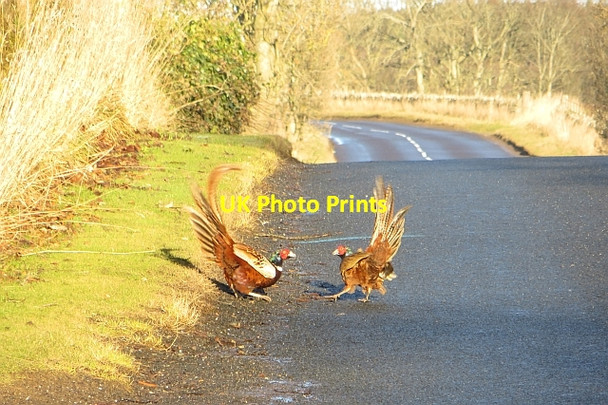 Photo 6"x4" Pheasant fight, Mains of Balgavies Mains of Balgavies c2014