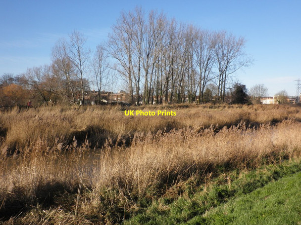 Photo 6"x4" Reed beds, River Parrett Bridgwater c2014