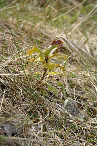 Photo 6"x4" Self-seeded Holly, Baltasound airport Baltasound c2005