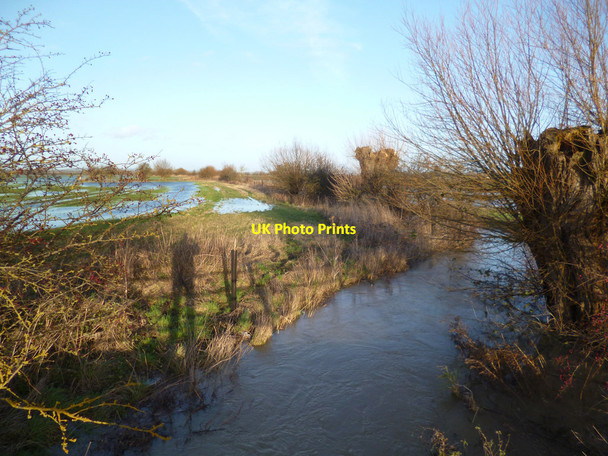 Photo 6"x4" Cow Common Brook East Hanney c2014