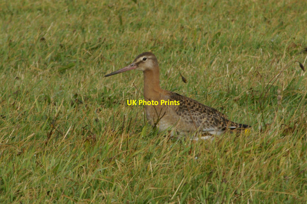 Photo 6"x4" Juvenile Black-tailed Godwit (Limosa limosa), Baltasound Baltasound c2005