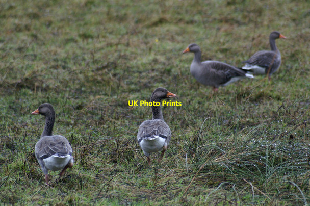 Photo 6"x4" Greylag Geese (Anser anser), Cullivoe Cullivoe c2005