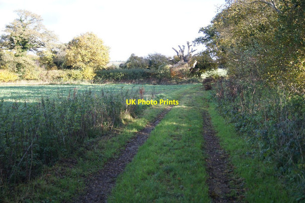 Photo 6"x4" Bridleway approaching Northington Corner East Stratton c2013