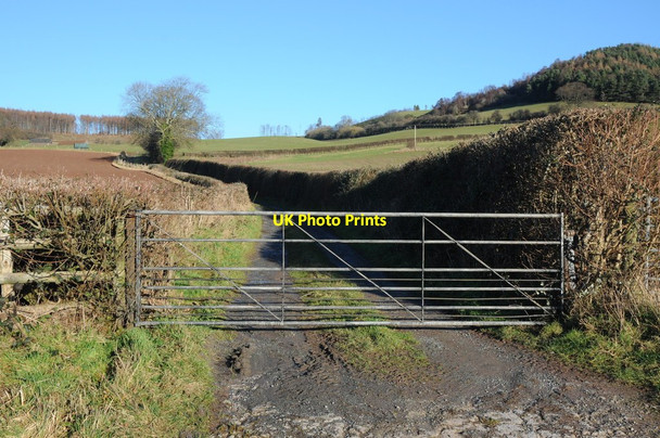 Photo 6"x4" Track to Cross Lodge Dorstone\/SO3141 c2014