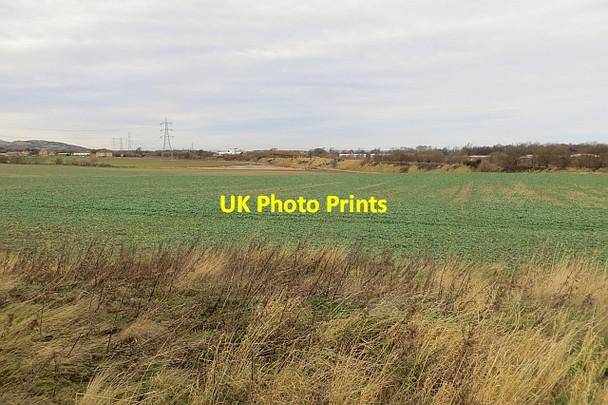 Photo 6"x4" Oilseed rape near Musselburgh Newcraighall c2014