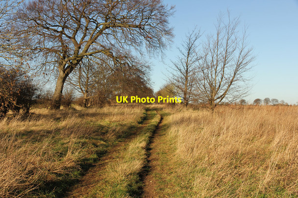 Photo 6"x4" Warren Lane Moor Wood\/TF0152 c2014