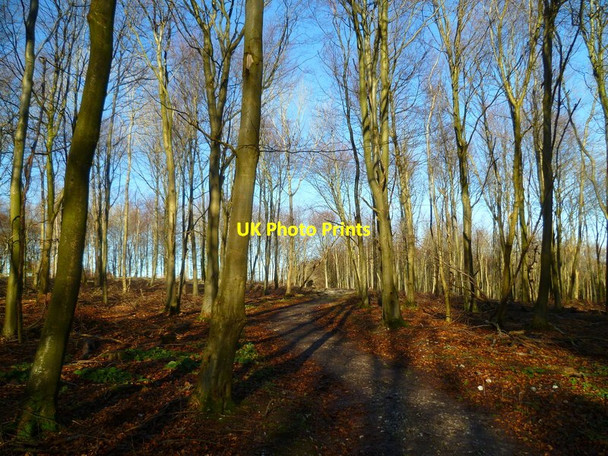 Photo 6"x4" Bridleway in the woods south of Upwaltham Upwaltham c2014