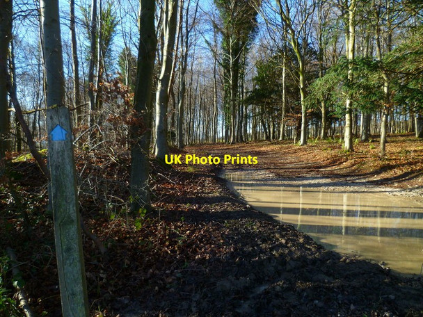 Photo 6"x4" There has been a lot of rain Upwaltham c2014