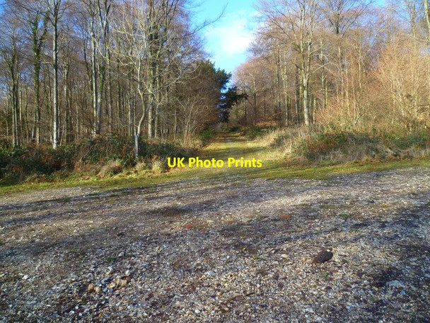 Photo 6"x4" Looking north west on bridleway from crosstracks in North Wood Upwaltham c2014