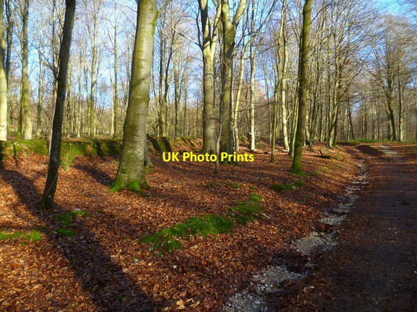 Photo 6"x4" Bridleway by boundary at the southern end of Stubbs Wood Upwaltham c2014
